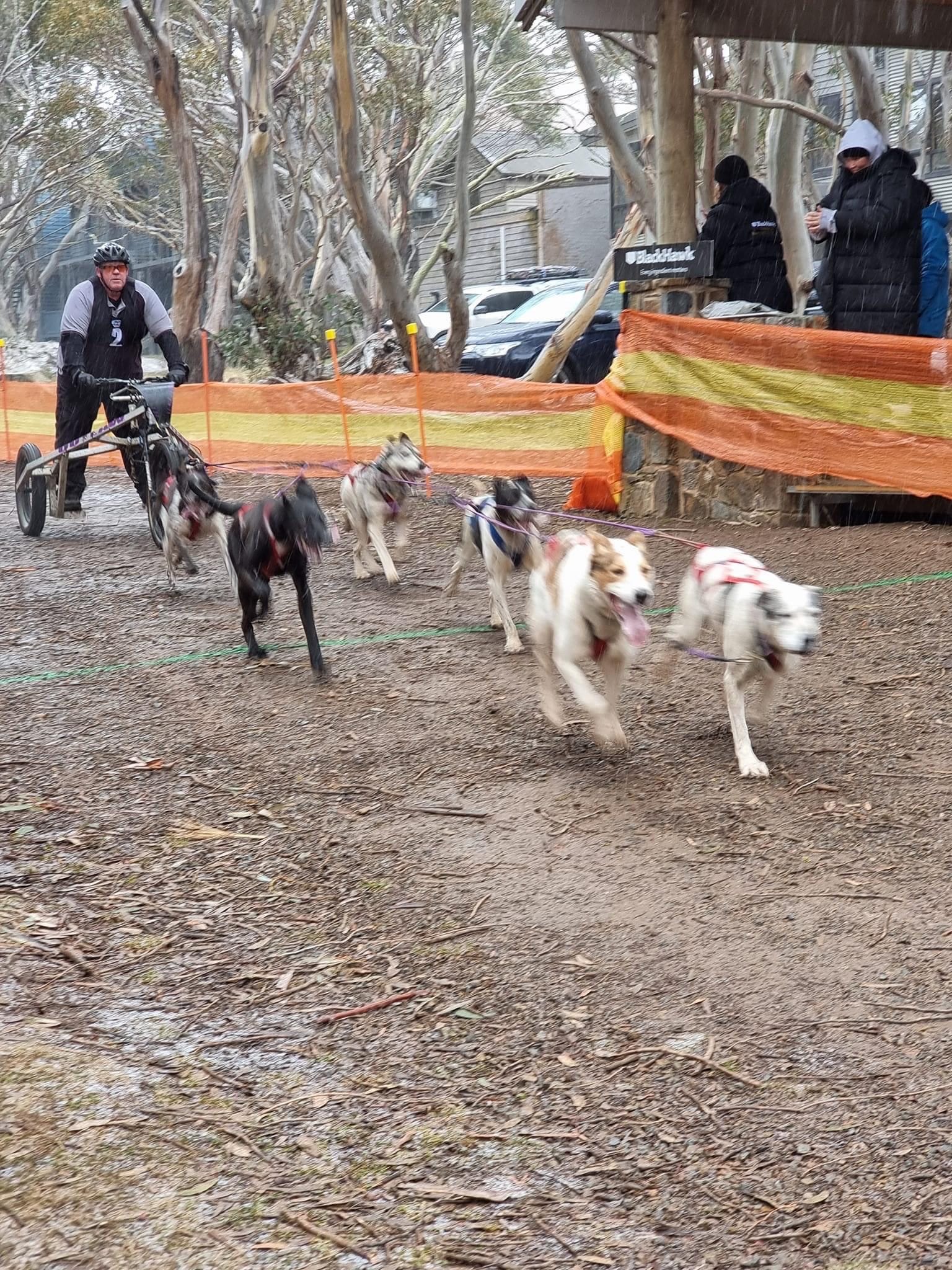 SIX DOG RACE: Vaughan Winther (Victoria) in the six dog race. 
