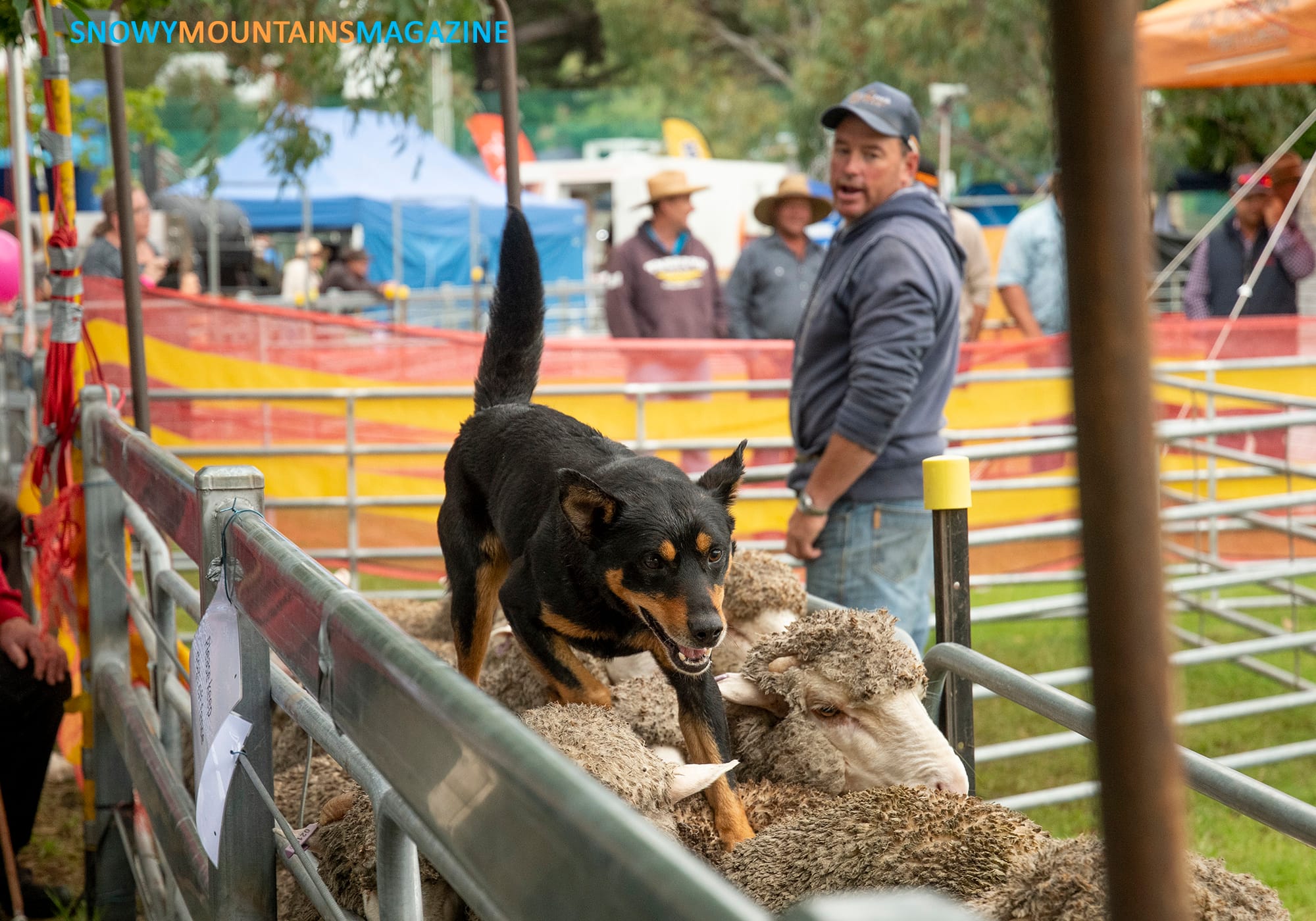 Jay Weston giving dog Rowdy directions. 