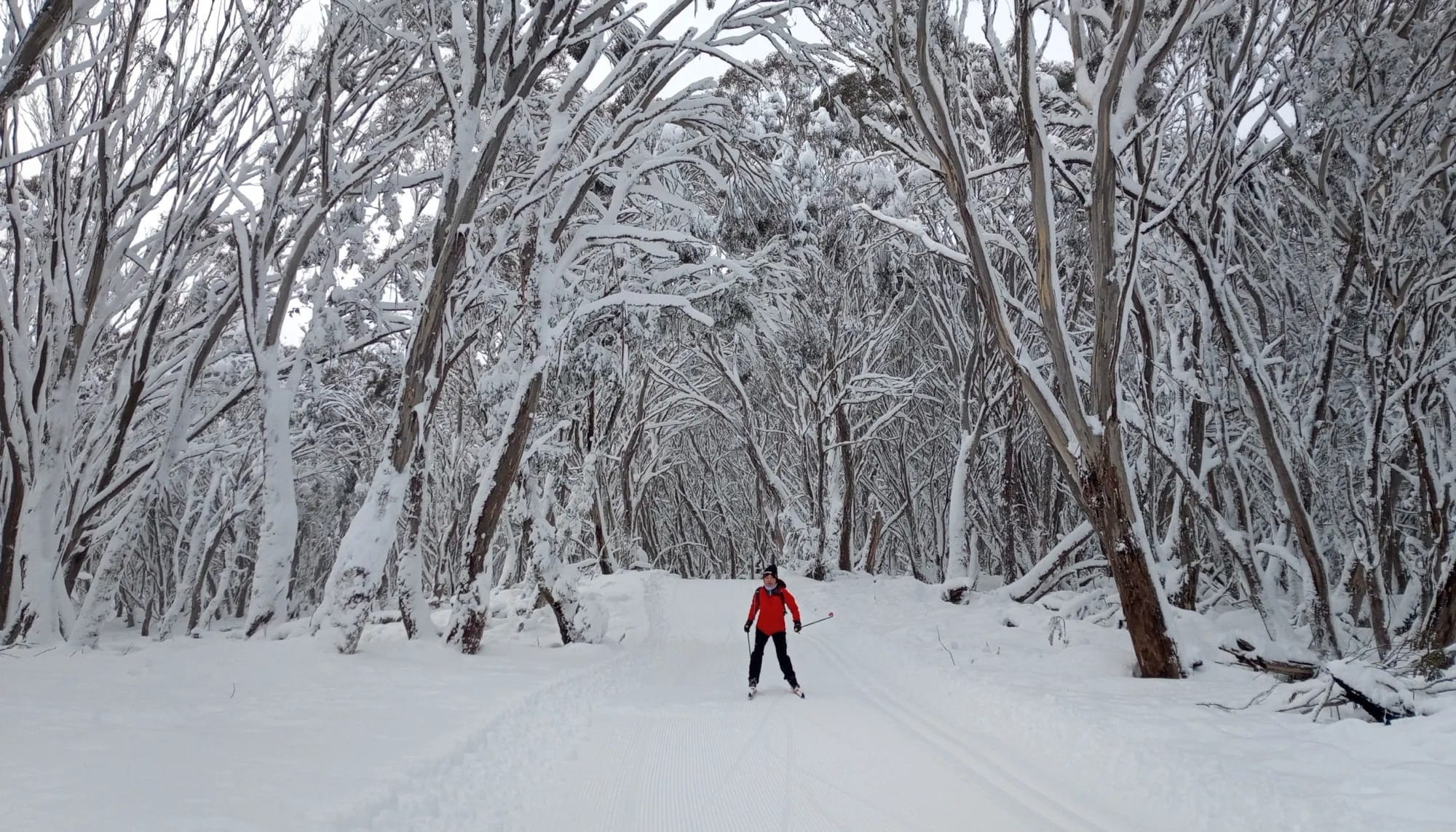 ALPINE ENVIRONMENT: Cross country skiing is a great way to explore the alpine environment.
