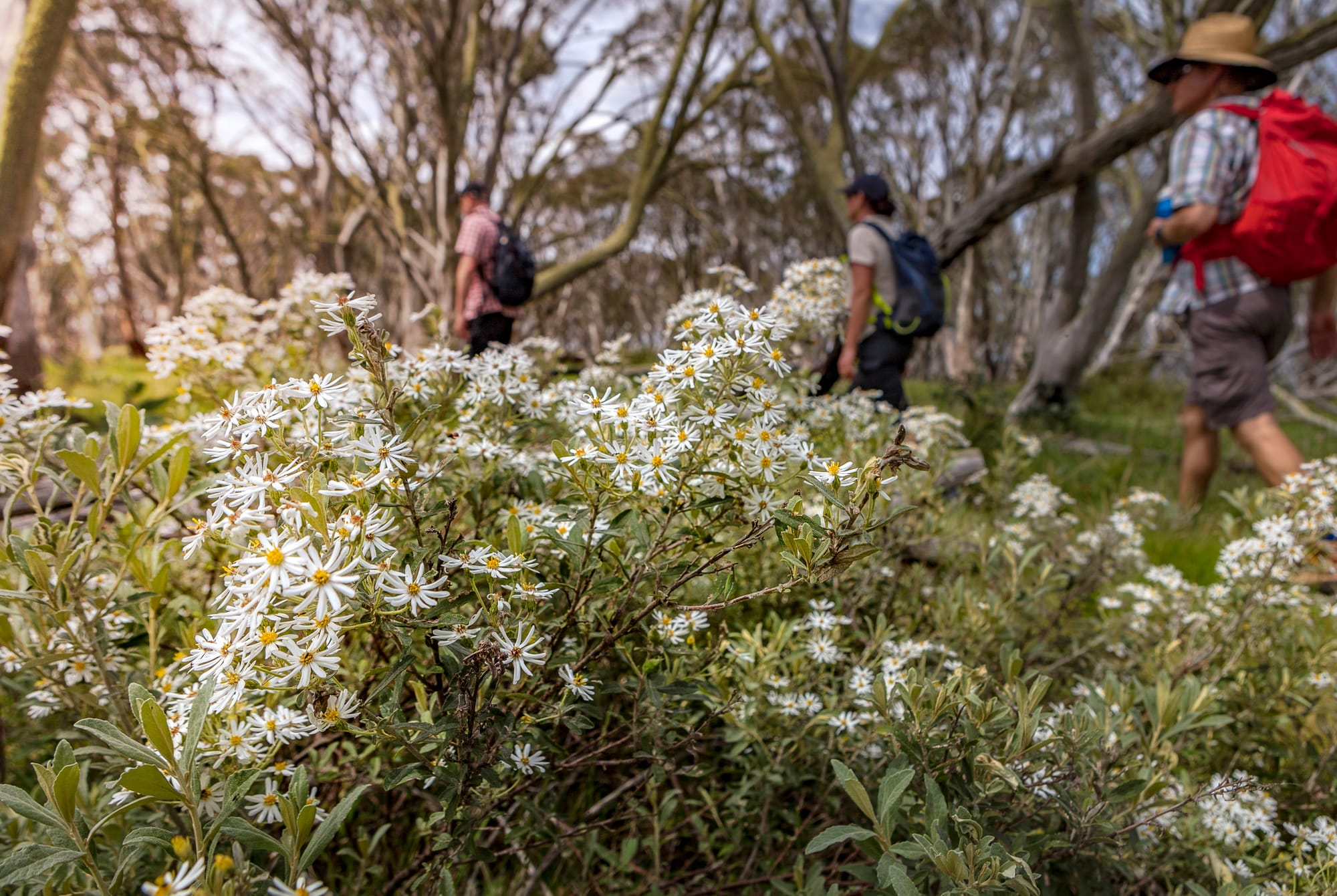 IN BLOOM: Wildflowers can be enjoyed on walking trails around the village. PHOTO: Alpine Shire