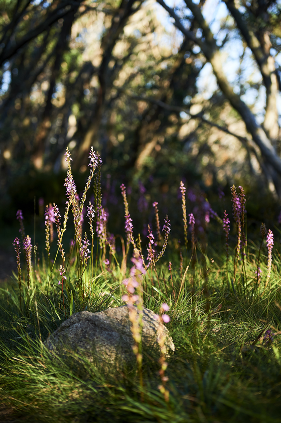 TAKE A ROAM: The mountain come alive with splendid color during spring when the native flowers and shrubs take full bloom.