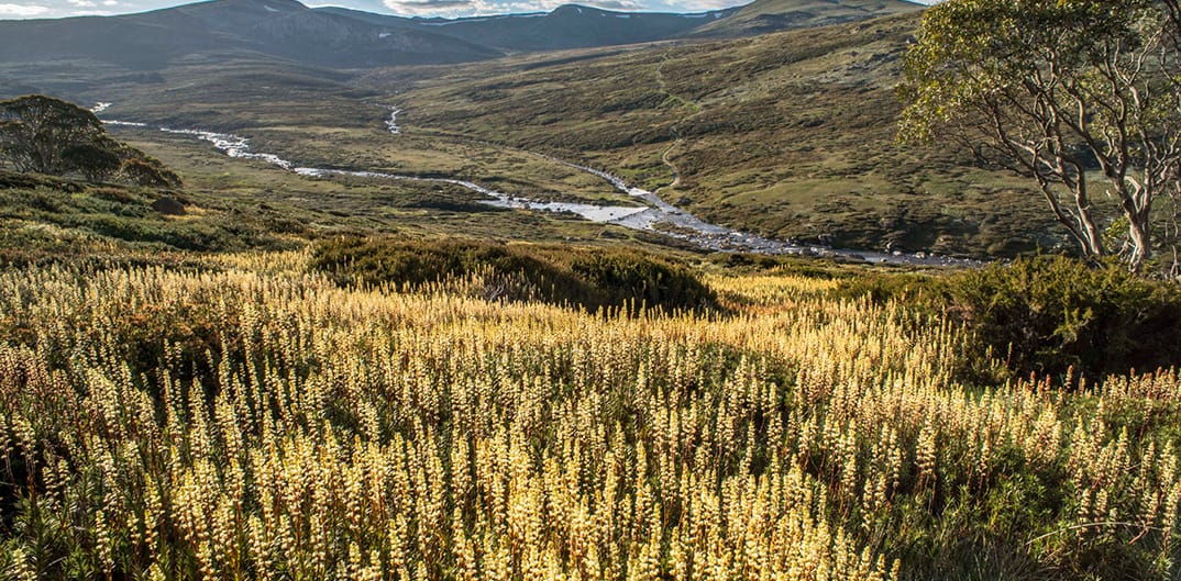 A field of Candle Heath near Charlotte Pass above the Snowy River.