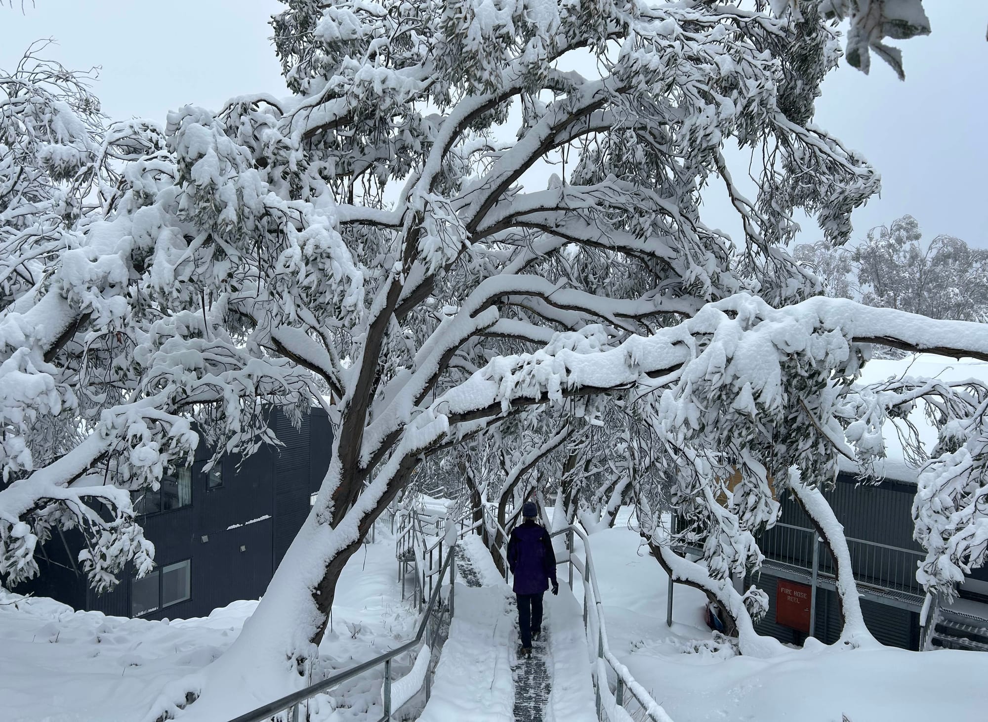 WINTER WONDERLAND: Falls Creek changed into a winter wonderland overnight Friday, with 60cms of fresh snowfall blanketing the village over opening weekend.