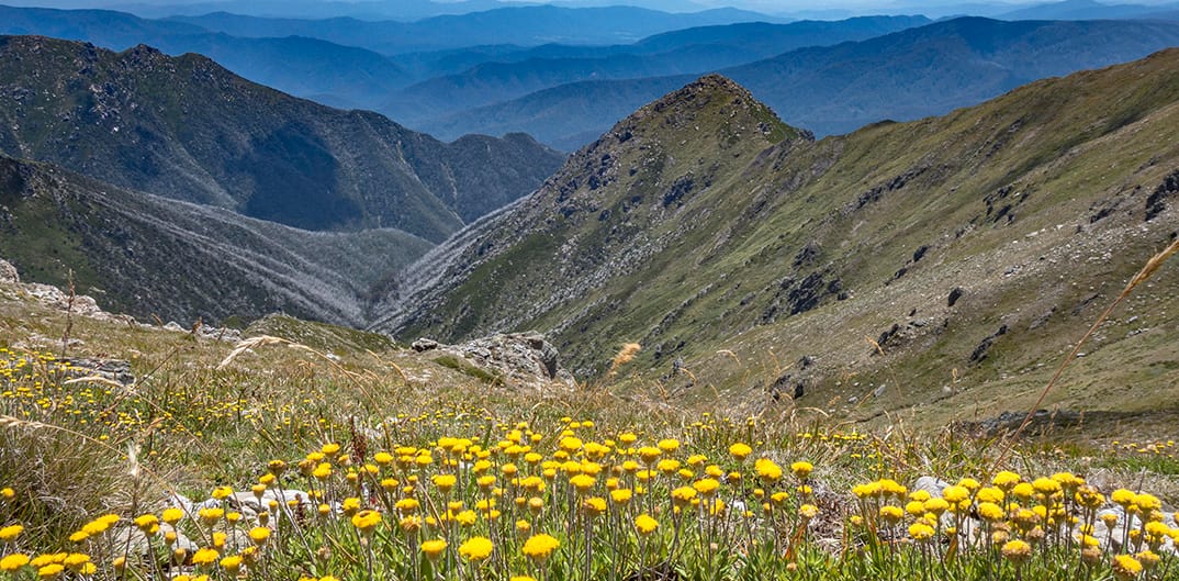 Billy Buttons flourishing in the high alpine.