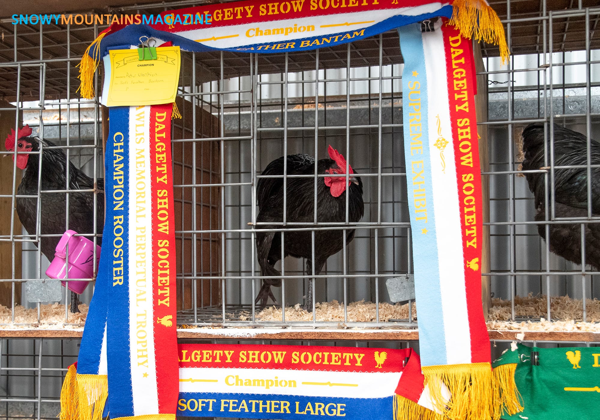 Fine feathers equals lots of ribbons.