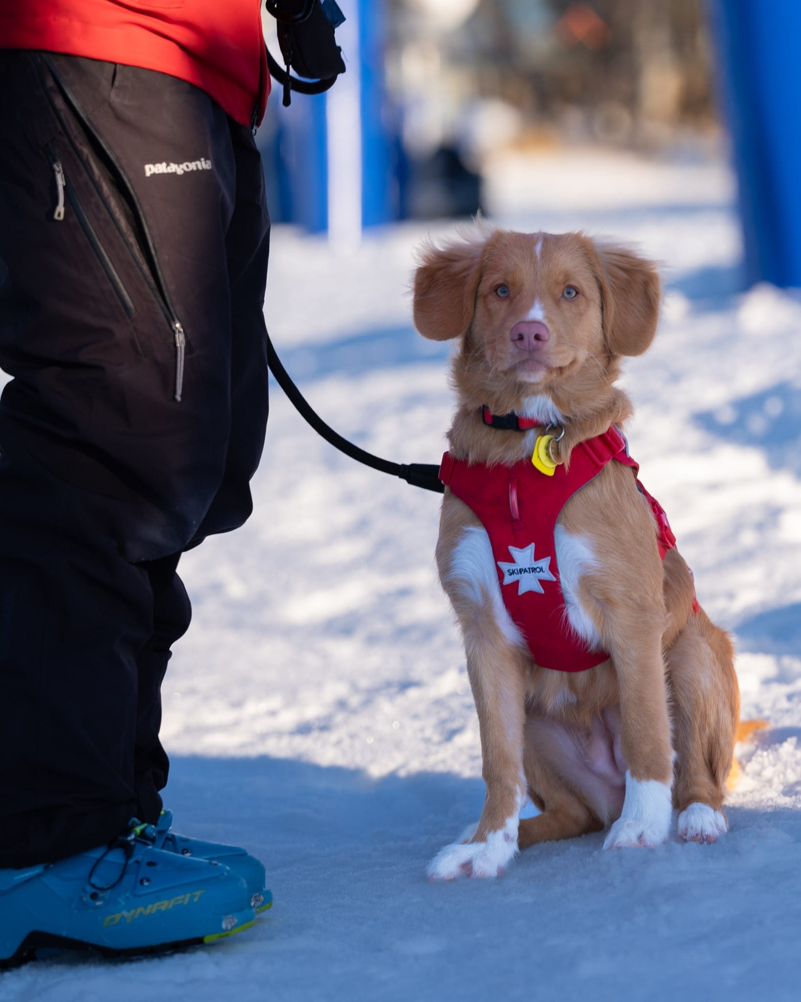 WELCOME: Chilli is introduced to the   snow on Mt Buller looking smart in her  ski9 patrol harness.