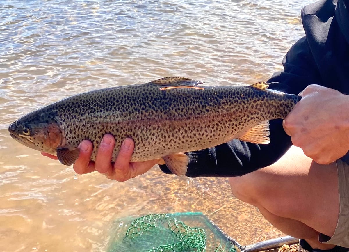 Snowy Trout Challenge Opens For 4th Year Post feature image