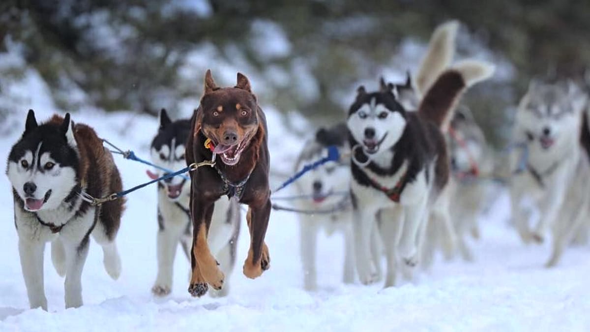 Sled dog operators call for help Post feature image