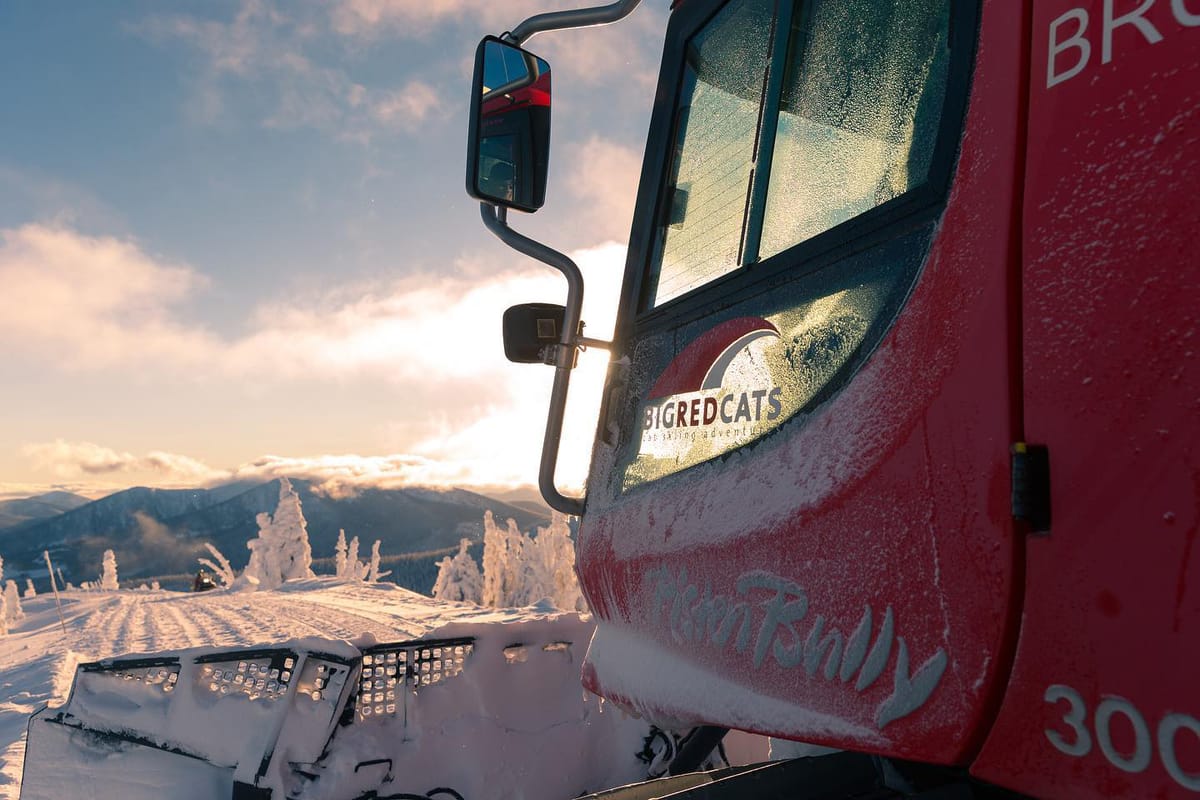 Big Red Cats For Sale Post feature image