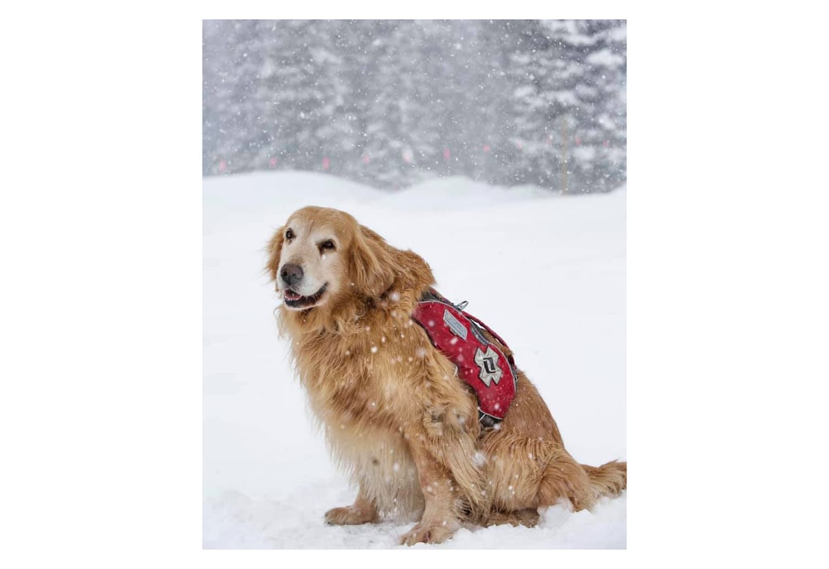 Vail Mountain pioneer dog Henry Post feature image