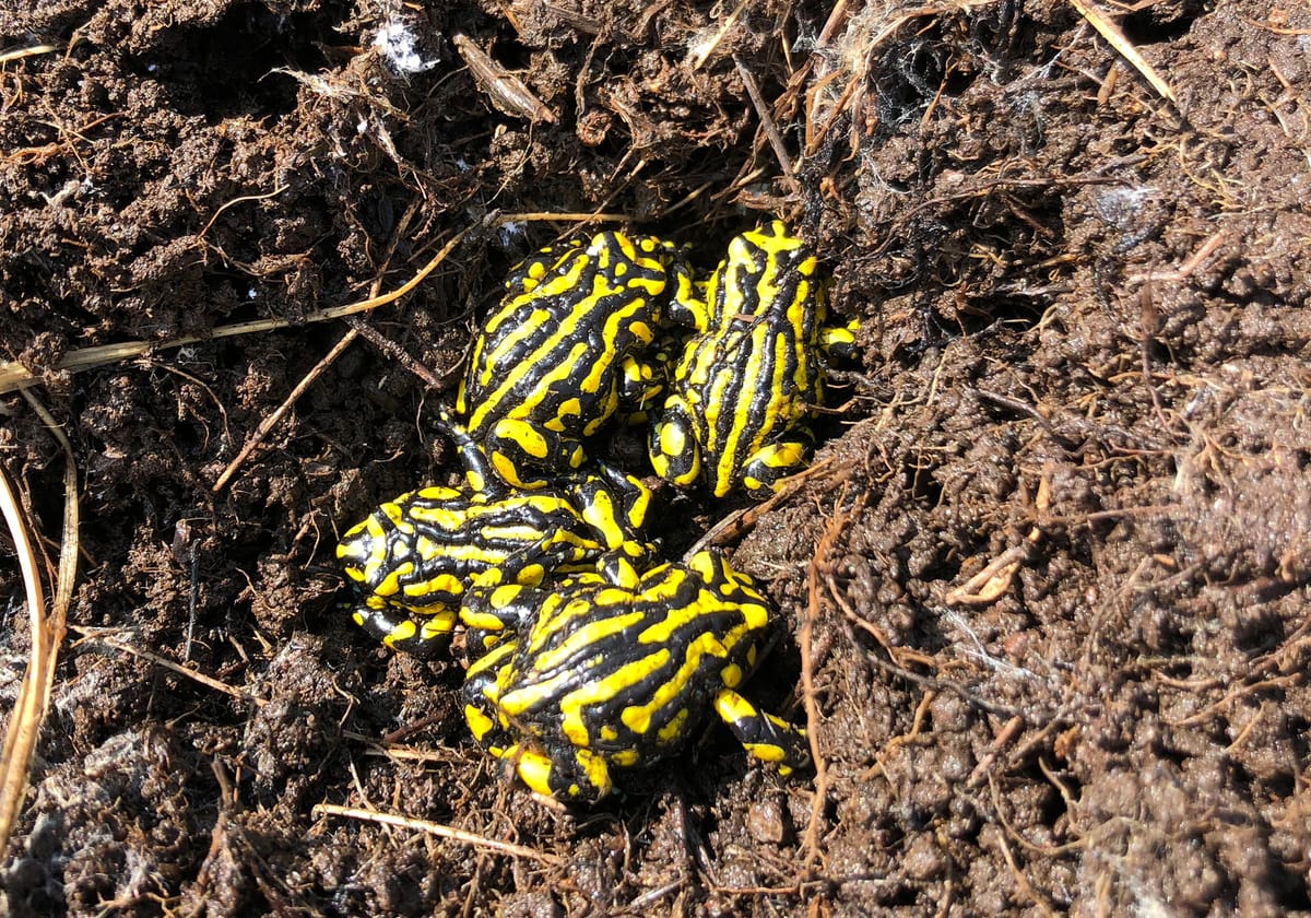 Corroboree Frogs returned to Kosciuszko National Park Post feature image