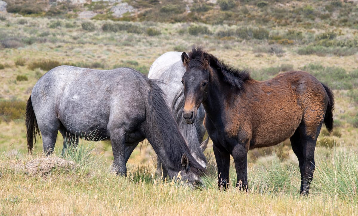 Aerial shooting approved to cull brumbies in Kosciuszko National Park Post feature image