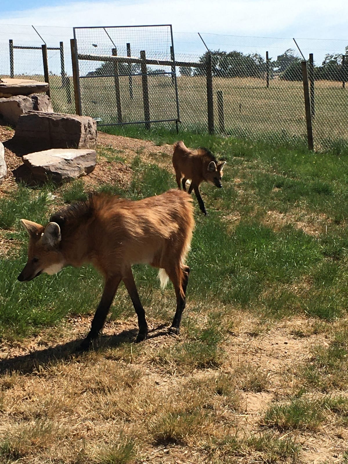 New animals to meet at the Mansfield Zoo Post feature image