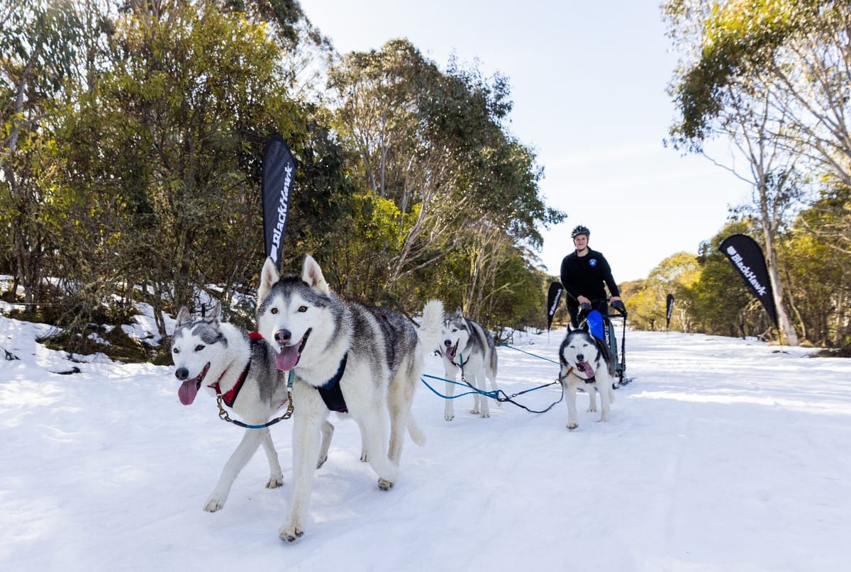 Sled dog racing returns to Dinner Plain Post feature image