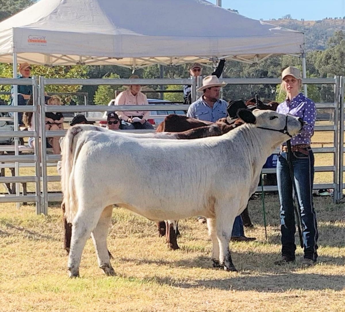 Beef Show paves way for Mansfield breeder Post feature image