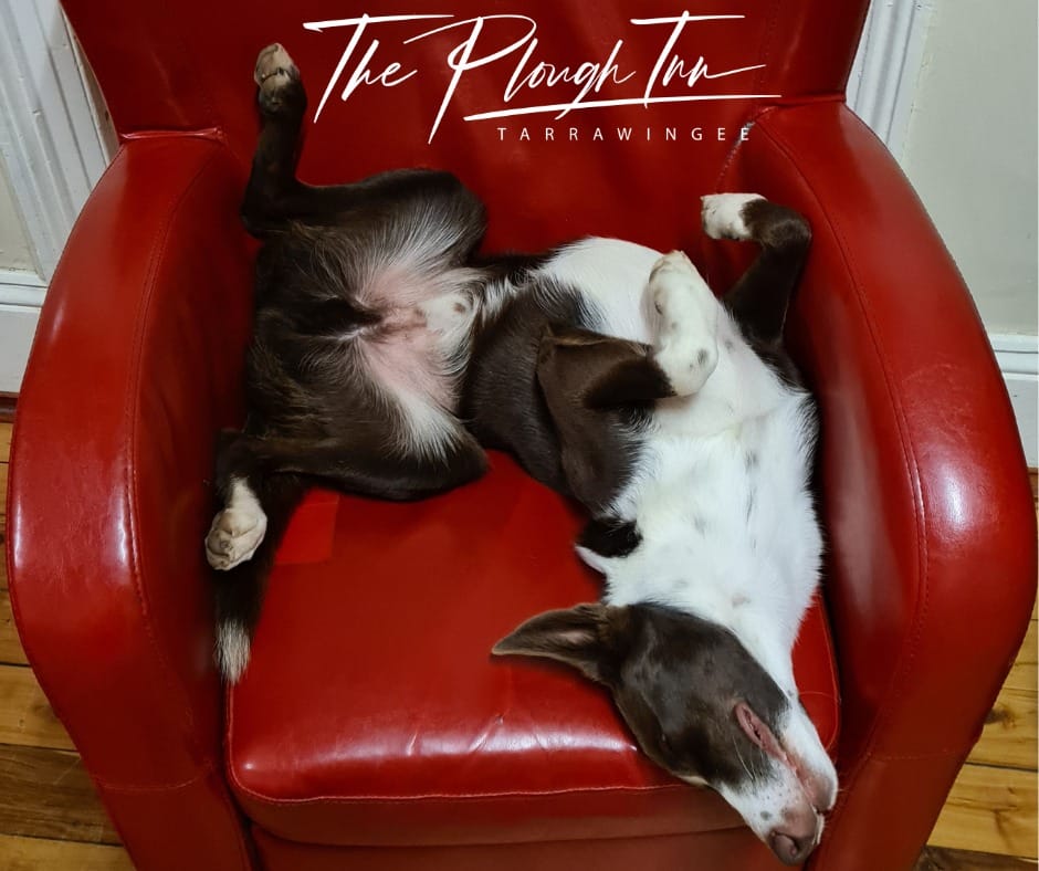 Pop into the Plough Inn Post feature image