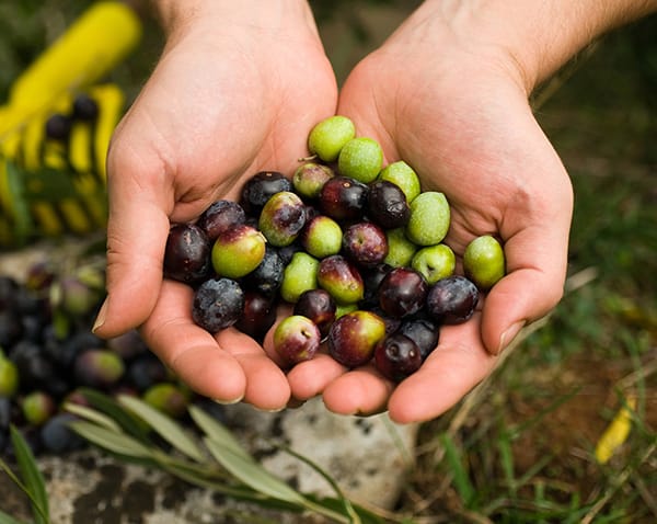 Quality at EV Olives Post feature image