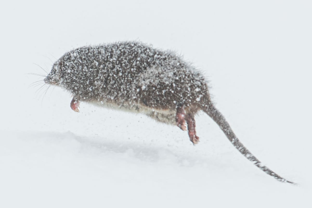 Small encounter with a local Post feature image