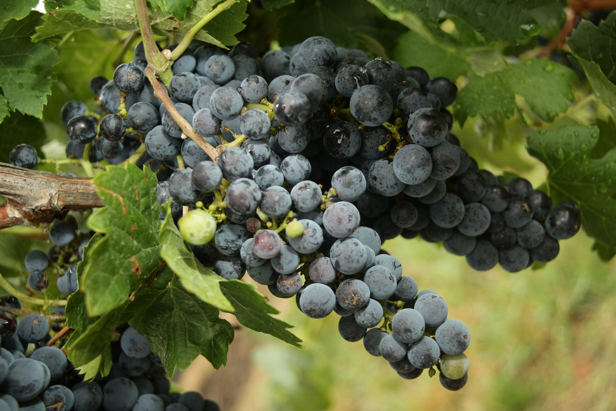 Milawa/King Valley Post image