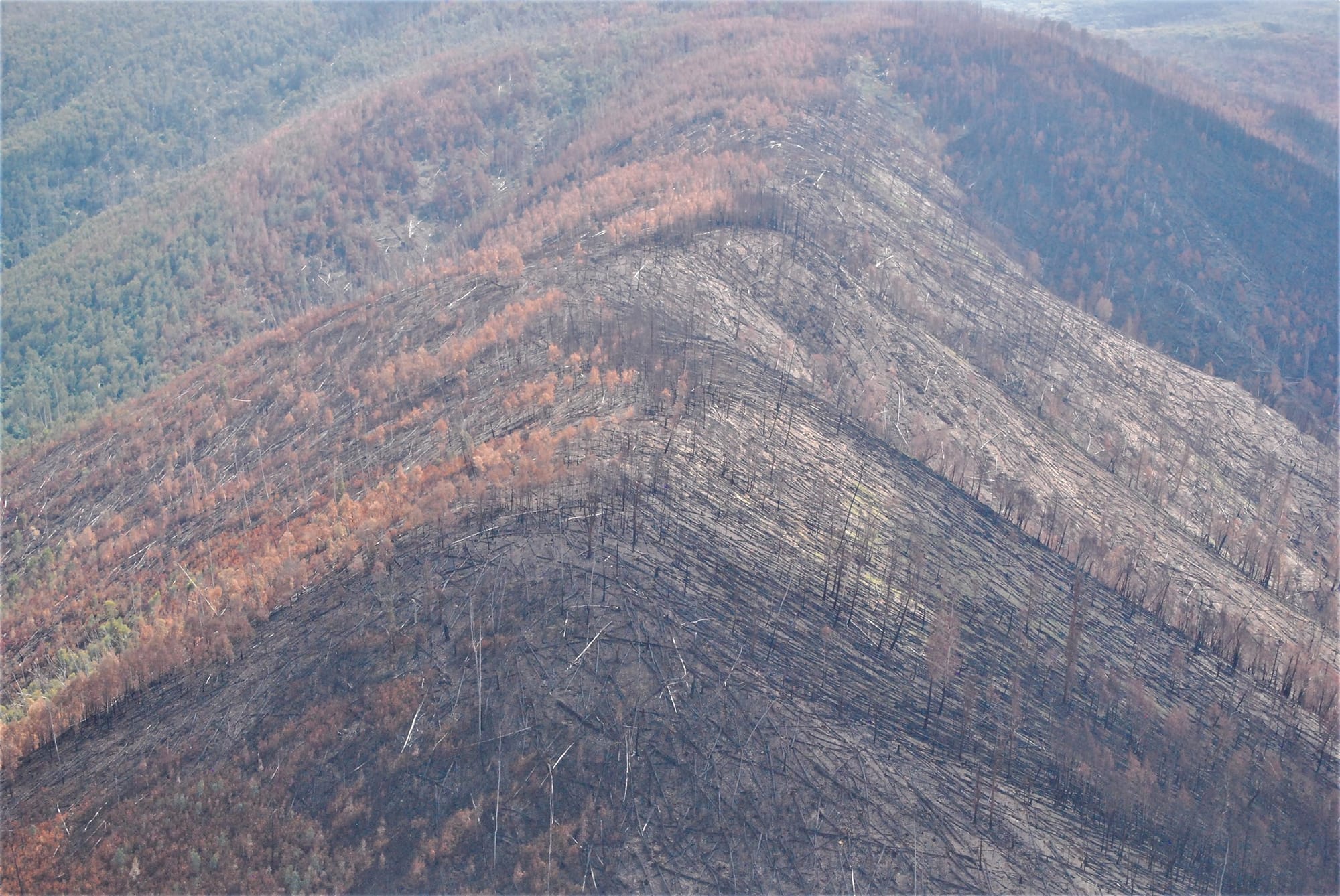 Vital project underway to restore Alpine Ash forest Post image