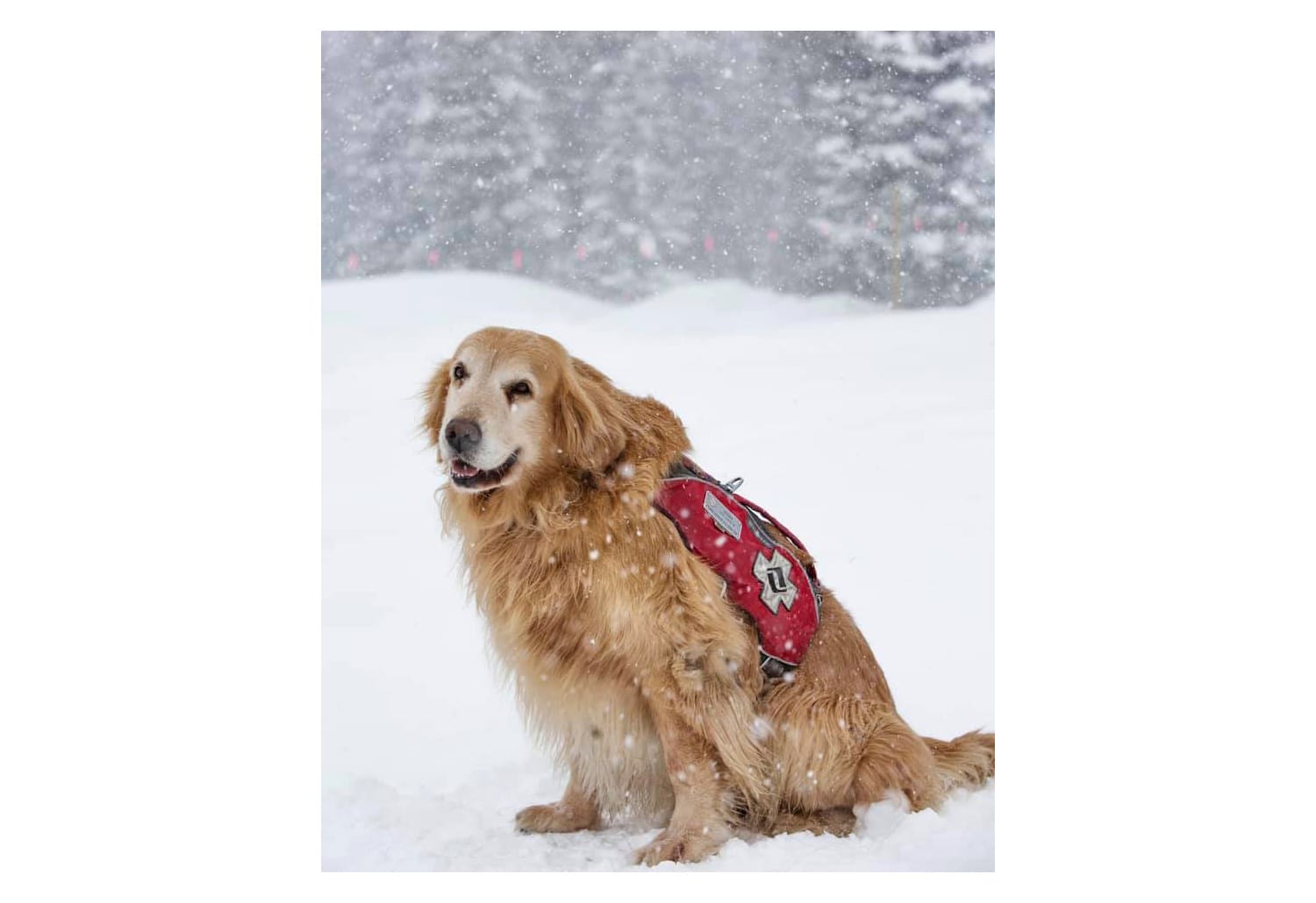 Vail Mountain pioneer dog Henry Post image