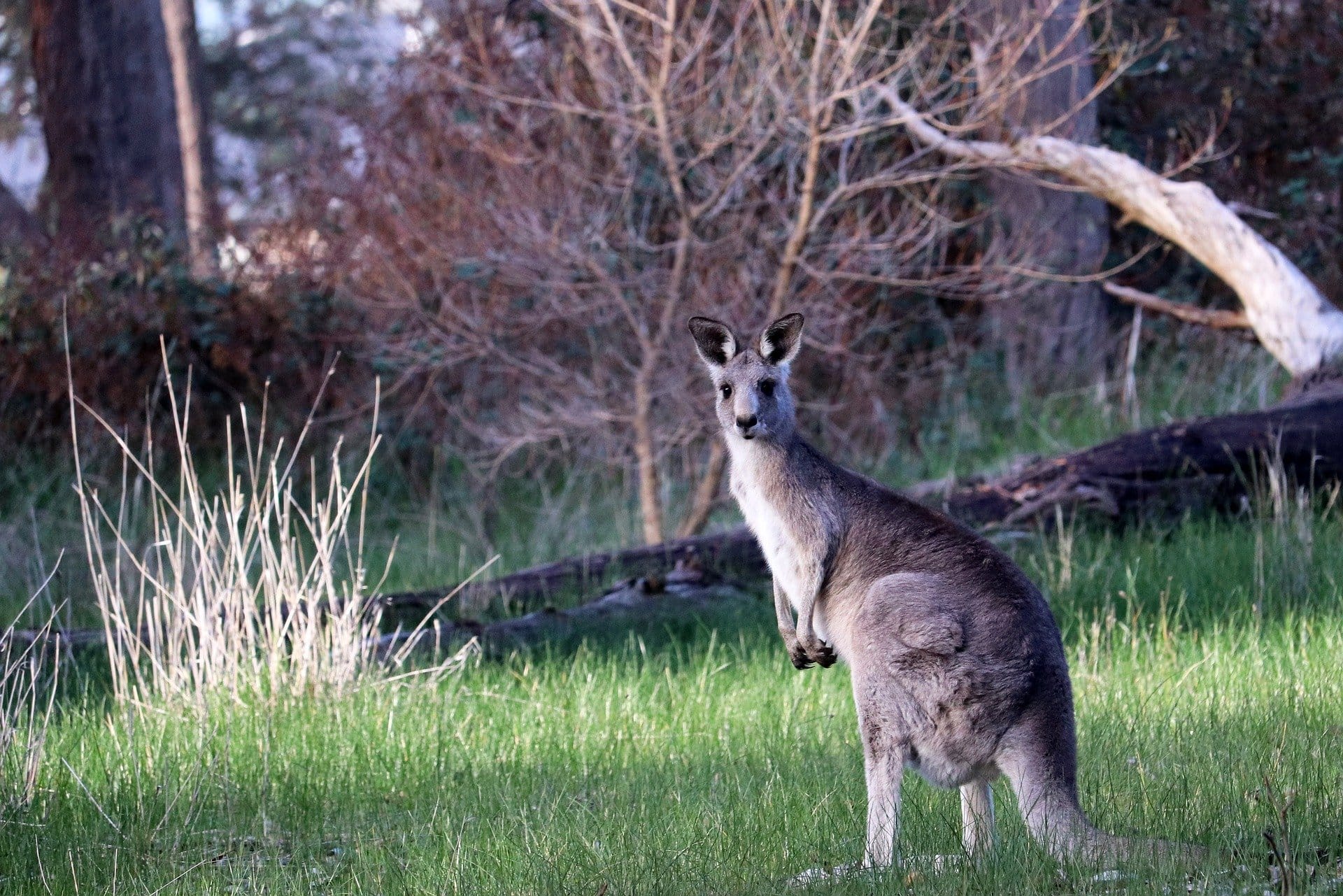 Tips for visiting parks and reserves Post image