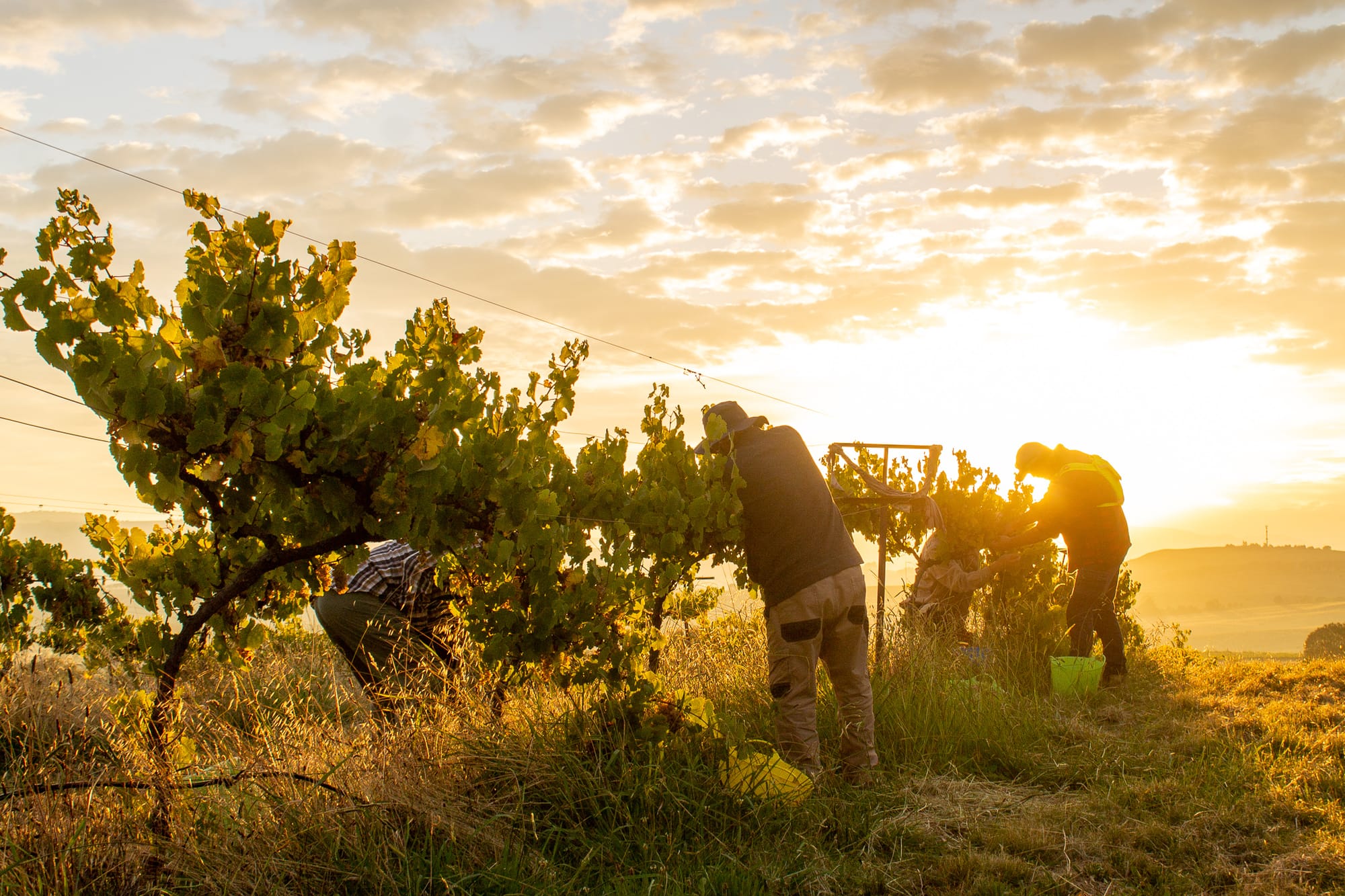 End of harvest celebrated with festival Post image