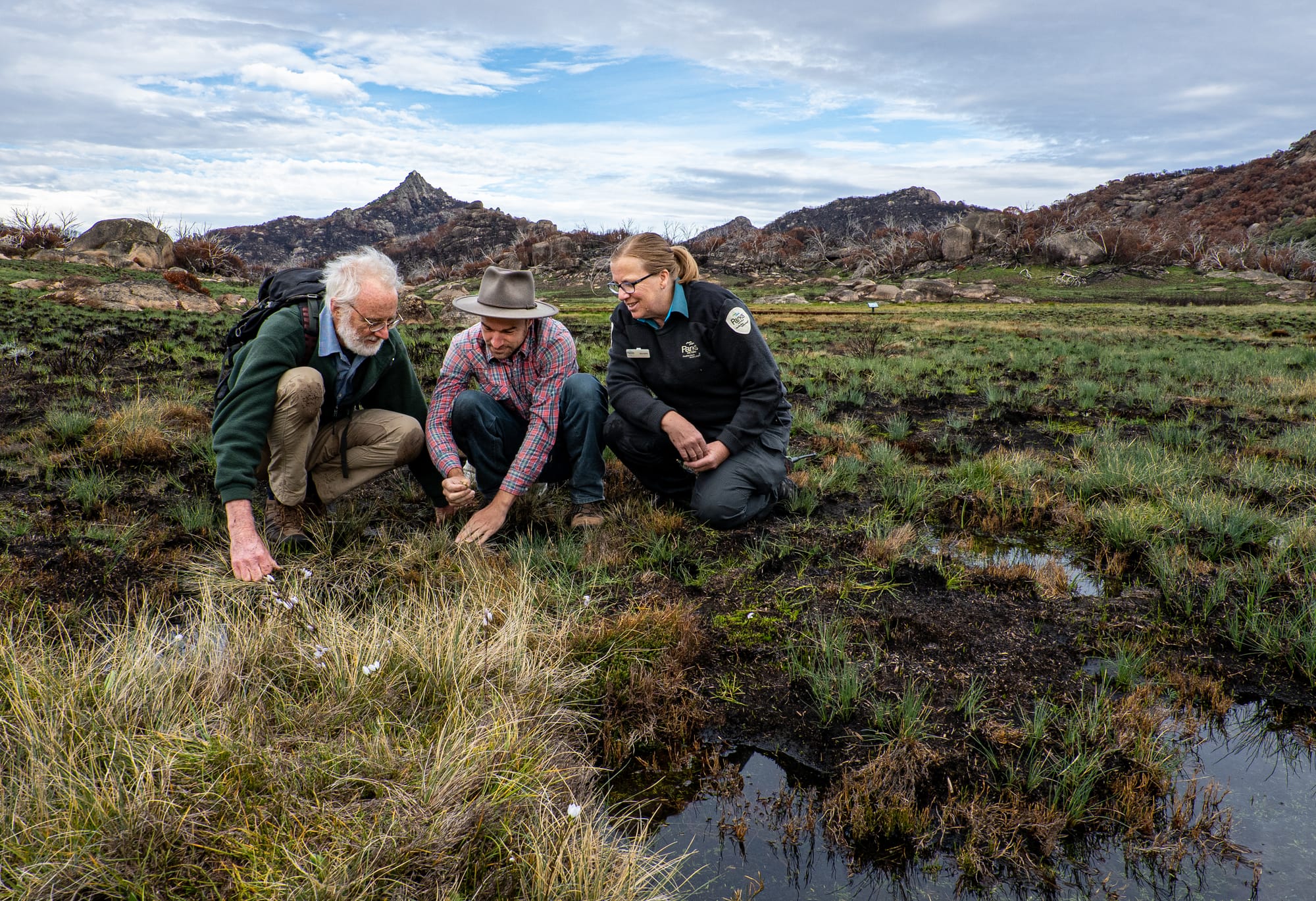 Parks safeguard threatened plants on Buffalo Post image