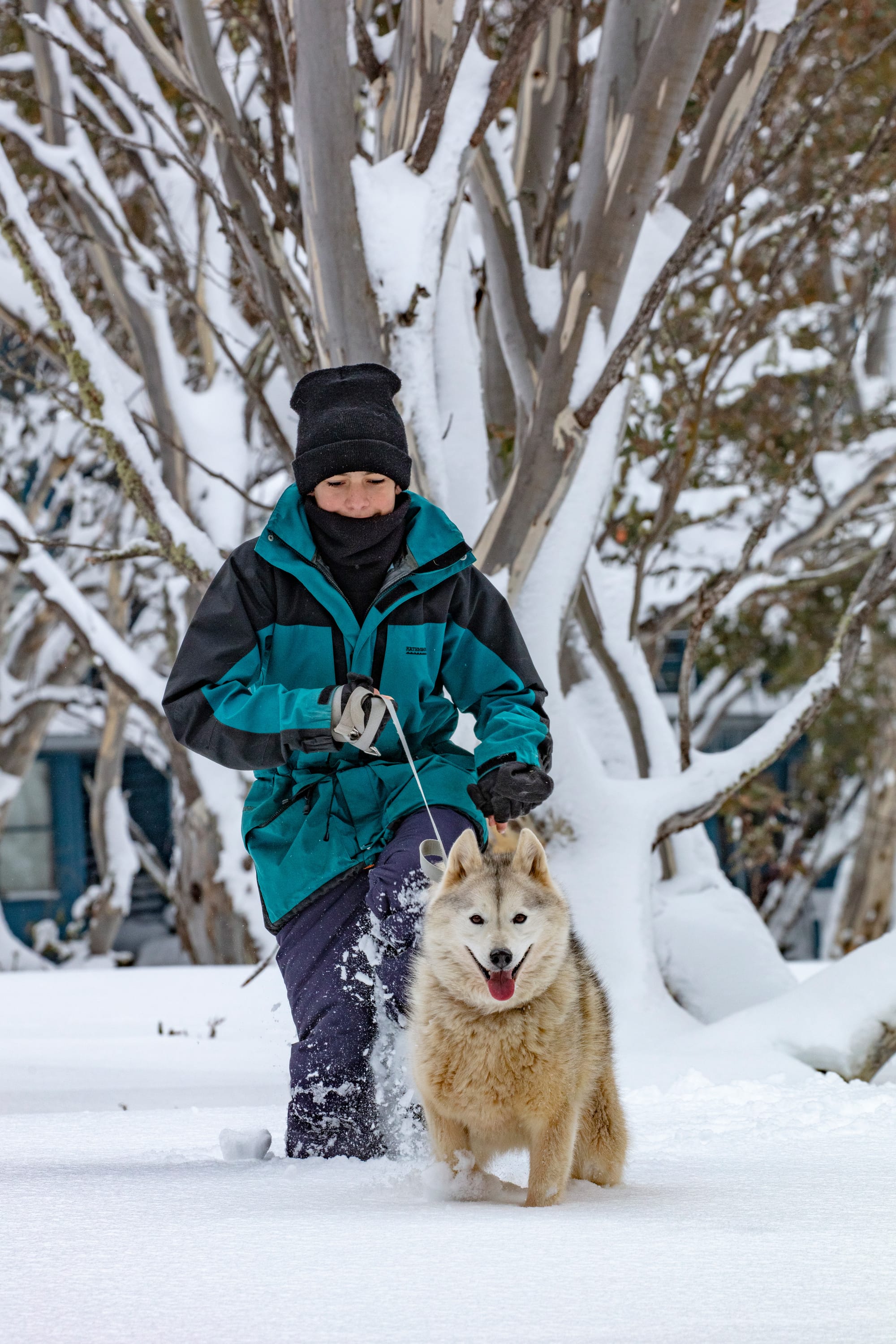Dogs welcome in snow village Post image