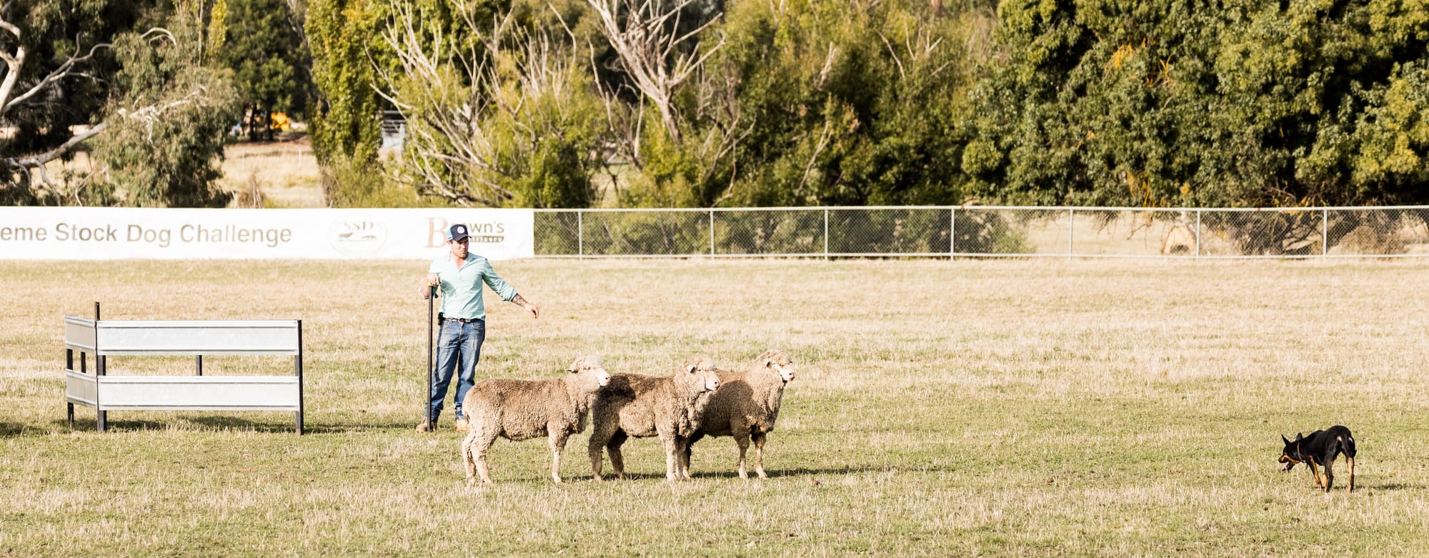Stock Dog Spectacular at the showgrounds Post image
