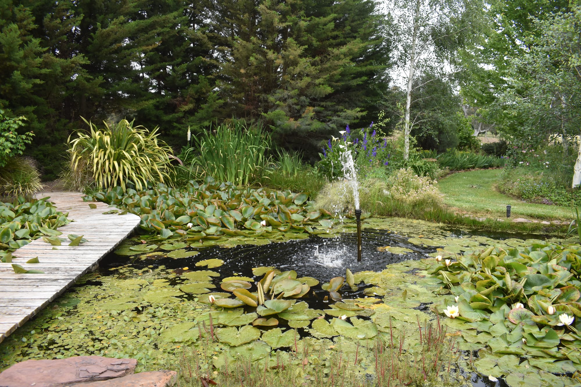 Garden opens for Australia Day weekend Post image