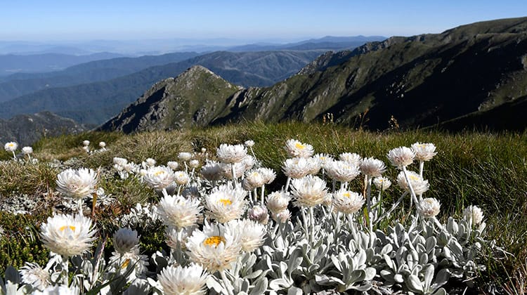 Australian Alpine Ascent Ultra Post image