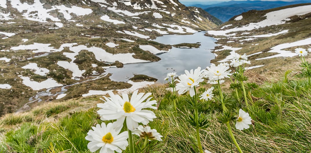 Alpine Wildflowers Post image