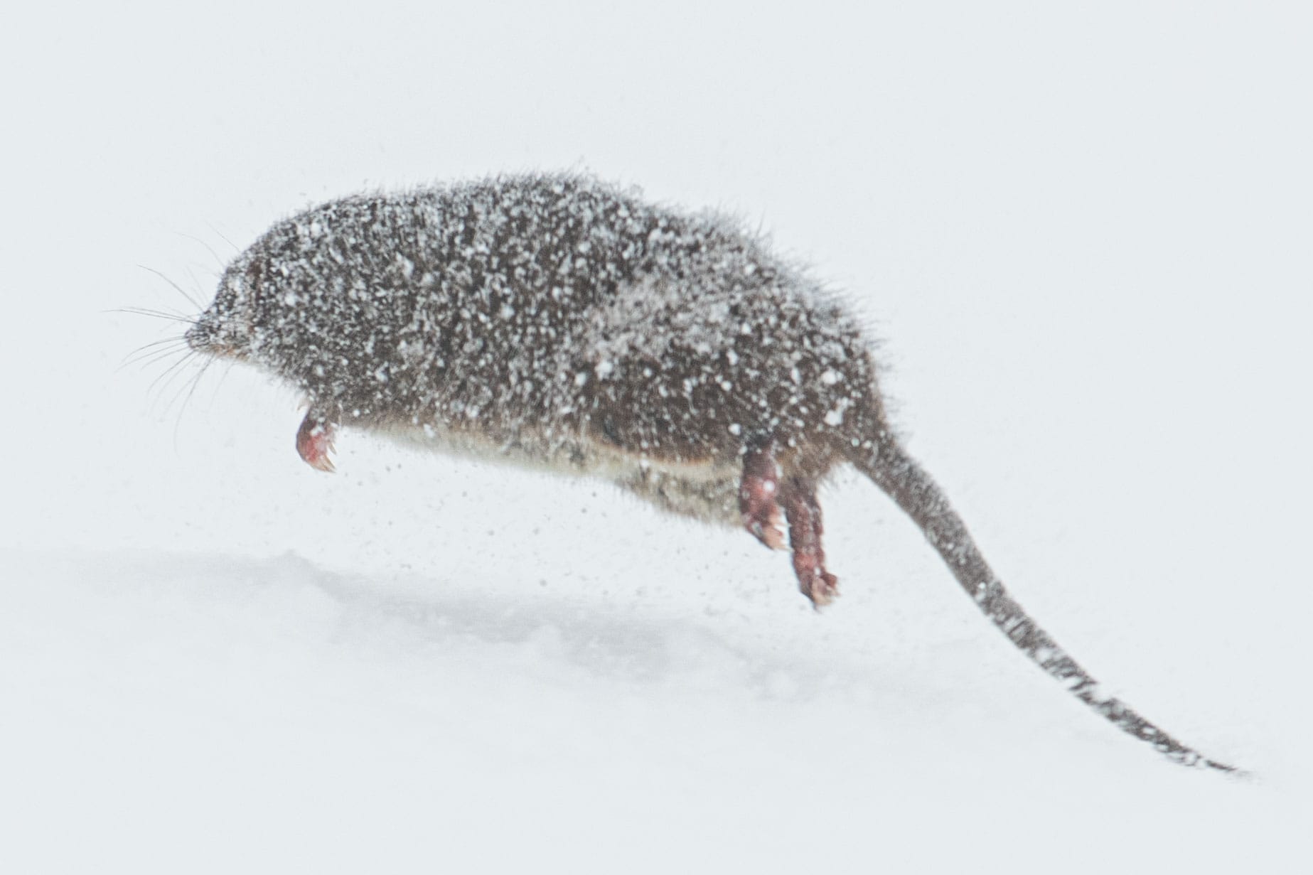 Small encounter with a local Post image